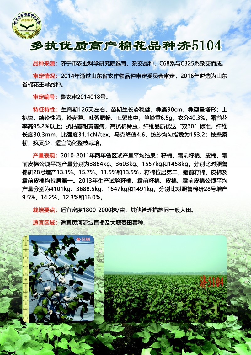 1高抗优质多产棉花品种  济5104.jpg